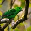 Lobos cernohrdly - Calyptomena whiteheadi - Whiteheads Broadbill o4435